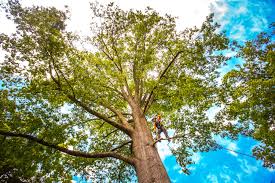  Albion, IL Tree Care Pros