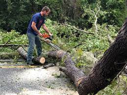 Best Palm Tree Trimming  in Albion, IL