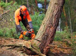 Best Stump Grinding and Removal  in Albion, IL