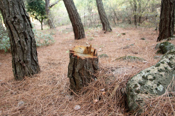 How Our Tree Care Process Works  in  Albion, IL