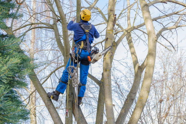 Best Tree Maintenance Programs  in Albion, IL