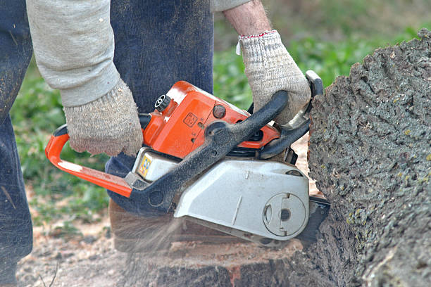 Best Tree Fertilization  in Albion, IL