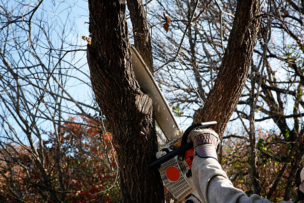 Best Tree Health Inspection  in Albion, IL