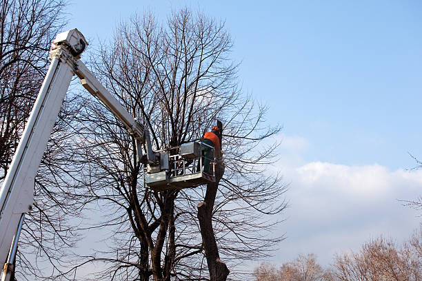 Albion, IL Tree Care Company